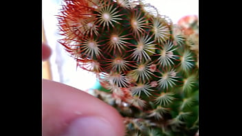 Preview 3 of Dolly Diamond - Caquito Porn (Outdoors ASMR)