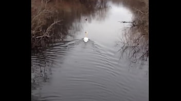 Preview 2 of Step Father An Step Dugther - The swan
