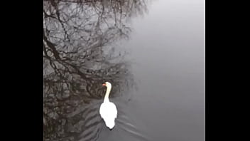 Preview 1 of Step Father An Step Dugther - The swan