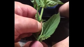 Preview 2 of Mia Milfi - Sounding with nettles