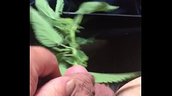 Preview 1 of Mia Milfi - Sounding with nettles