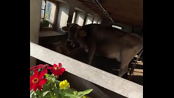 Preview 4 of Piranha Sex - Fancy house with a sweet cow inside! ??What&rsquo_s the most unexpected thing you&rsquo_ve found indoors?#UnexpectedFind #...