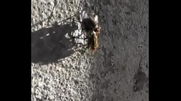 Preview 2 of Appy Sex - Mosco moscando com a mosca d. bem gostosinho