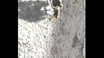 Preview 3 of Appy Sex - Mosco moscando com a mosca d. bem gostosinho