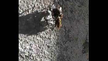 Preview 1 of Appy Sex - Mosco moscando com a mosca d. bem gostosinho