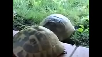 Preview 1 of Ariela Shaking Orgasm - El Morrocoy Jos&eacute_ cojiendose a la tortuga Daniela que se deja dar por el chiquito