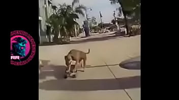 Preview 3 of Rafe Rogin - Cachorr&atilde_o botando pra fuder no skate ao som bugado de Charlie Brown Jr
