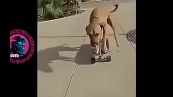 Preview 1 of Rafe Rogin - Cachorr&atilde_o botando pra fuder no skate ao som bugado de Charlie Brown Jr