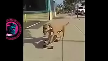 Preview 4 of Rafe Rogin - Cachorr&atilde_o botando pra fuder no skate ao som bugado de Charlie Brown Jr