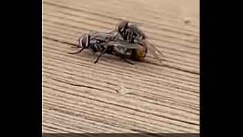 Preview 4 of Wwwfreexvideos - Moscas safadas ao som envolvente