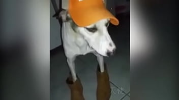 Preview 3 of Dot Com Mom Sexxxxxz Moms - Cachorro baianor