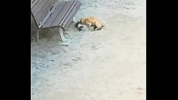 Preview 2 of New Xxxxxxx Videos 2018 - Two cats having fun