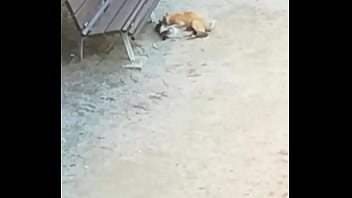 Preview 3 of New Xxxxxxx Videos 2018 - Two cats having fun