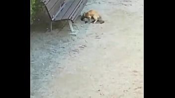 Preview 1 of New Xxxxxxx Videos 2018 - Two cats having fun