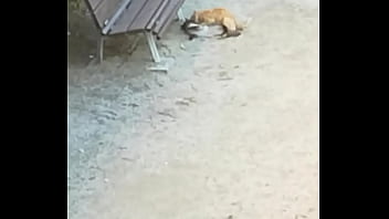 Preview 4 of New Xxxxxxx Videos 2018 - Two cats having fun