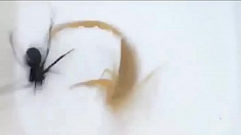 Preview 2 of Indain Porn Mom - Rock scorpion x spider gaara amv linkin park