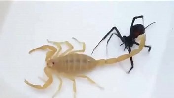 Preview 3 of Indain Porn Mom - Rock scorpion x spider gaara amv linkin park