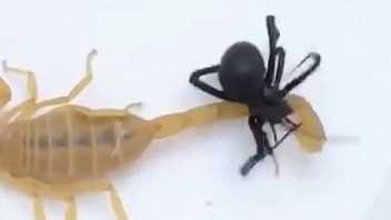 Preview 4 of Indain Porn Mom - Rock scorpion x spider gaara amv linkin park