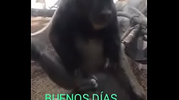 Preview 1 of Indian Madal - V&iacute_deo de verificaci&oacute_n