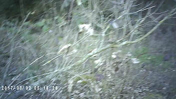Preview 2 of Www Xxxhors Girl Coming - thot fucked in bush