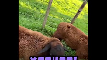 Preview 1 of Lana Rhodes Slave - Sweet little sheep on the way while running in Merion Wool! ??️What&rsquo_s the cutest animal you&rsquo_ve encounte...