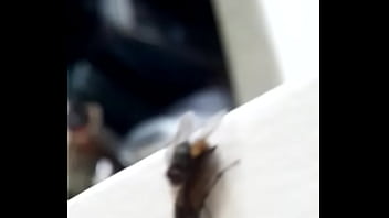 Preview 4 of Mahi Gil Xxx Videos - Fly porn
