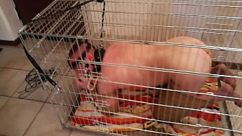 Preview 1 of Torki Xxx Bi Woman Video - DogSlave2