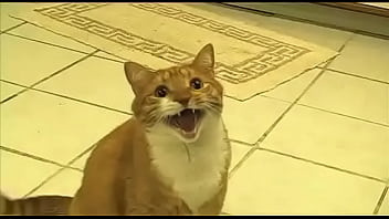 Preview 2 of Amen Shower Sex - Gato xd