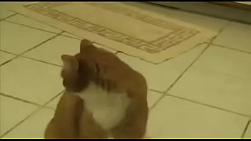Preview 1 of Amen Shower Sex - Gato xd