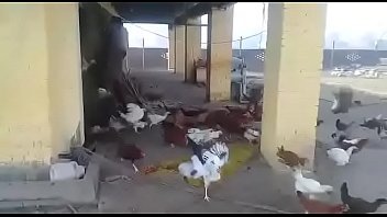 Preview 1 of Xxx Pornocrafia - Botando as galinha pra correr escola Estadual Muria&eacute_-MG