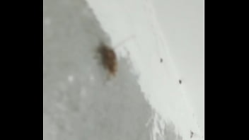 Preview 3 of Ebony Apple Bottom Ass - Sexo de Anal  mosquitos ao som de Lil raffa.