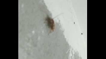 Preview 4 of Ebony Apple Bottom Ass - Sexo de Anal  mosquitos ao som de Lil raffa.