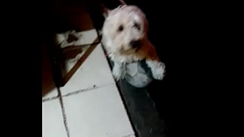 Preview 3 of Cg Video My 3 - descubro a mi perro con la pelota