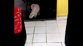Preview 1 of Cg Video My 3 - descubro a mi perro con la pelota
