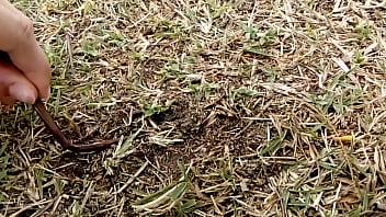 Preview 4 of Mom And Son Sensual Slow Blowjob - M&atilde_e natureza fode de quatro