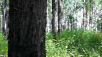 Preview 4 of Cousi Ns - A voz do sil&ecirc_ncio
