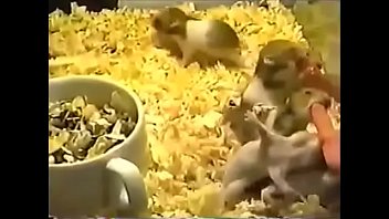 Preview 2 of Dog Fart Xxx Com - hamster
