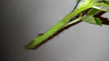 Preview 1 of Hardmouth Fuck - spiky plant insertion