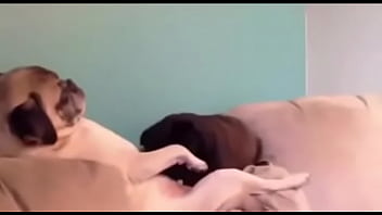 Preview 2 of Sleeping Ava - Best blowjob ever