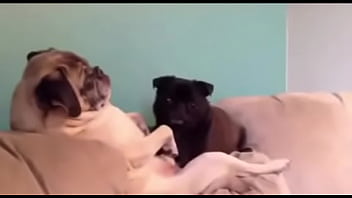 Preview 4 of Sleeping Ava - Best blowjob ever