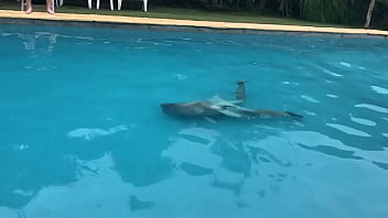 Preview 2 of Film Iraq7 - Sexy bald swim naked .MOV
