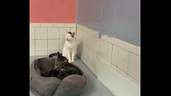 Preview 3 of Maya Khalafia - MAXXX LOADZ HANGING OUT WITH SOME COOL CATS ADOPT DONT SHOP
