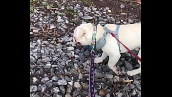 Preview 2 of Au Cuisine - WALKING DOG