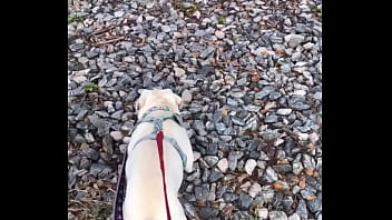 Preview 1 of Au Cuisine - WALKING DOG