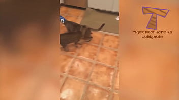 Preview 2 of Phim Ww Heyzo Com - hairy pussy funny