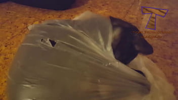 Preview 4 of Phim Ww Heyzo Com - hairy pussy funny