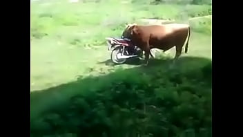 Preview 2 of 2 Mb - Lusty Bull??