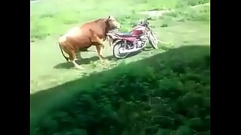 Preview 3 of 2 Mb - Lusty Bull??