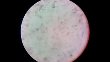 Preview 4 of Japanese Bus Fingered - silicone girl mouth masturbator and sperms under microscope 2