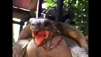 Preview 2 of Serbian Hidden Kam - Tartaruga pegando esposa sem d&oacute_ nem piedade ,  pra bater a vida toda